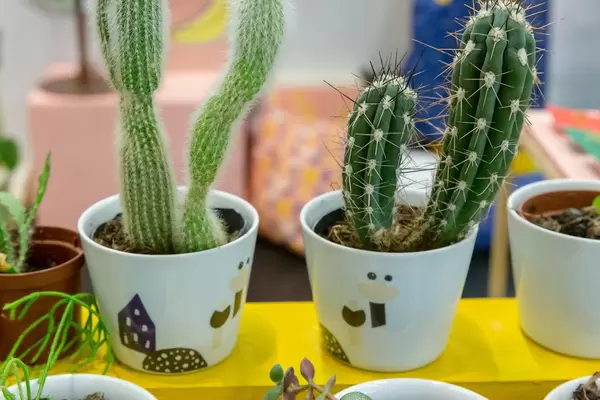 Unterschiedliche Kakteen in kleinen bemalten Blumentöpfen auf gelbem Brett