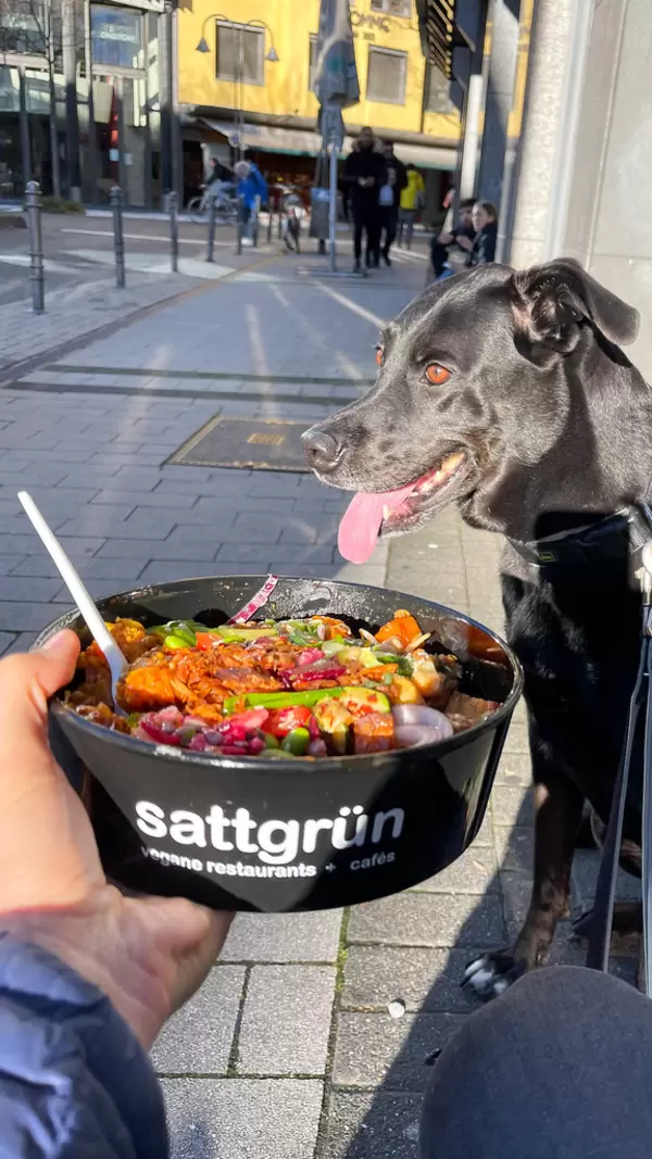 Unterwegs mit schwarzem Hund und einer Schüssel veganes Essen to go von Sattgrün in Köln