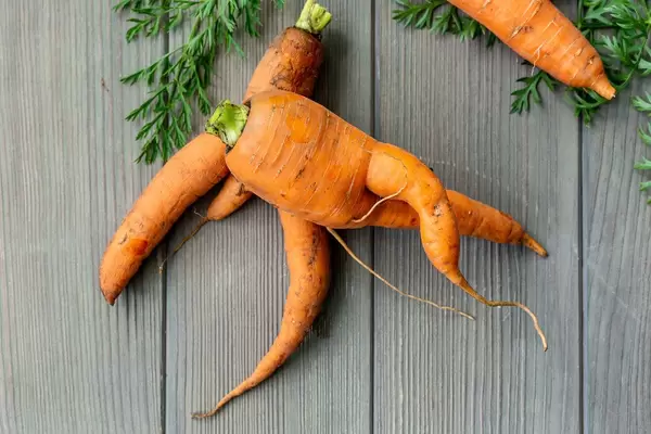 Unusually shaped orange carrots, top view