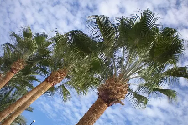 Upward view of the palm trees on the backdrop of a blue sky