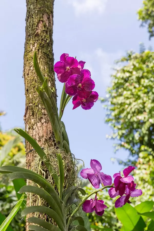 Vanda Siriporn Pink on a tree