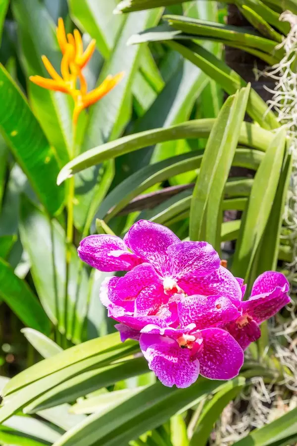 Vanda Siriporn Pink