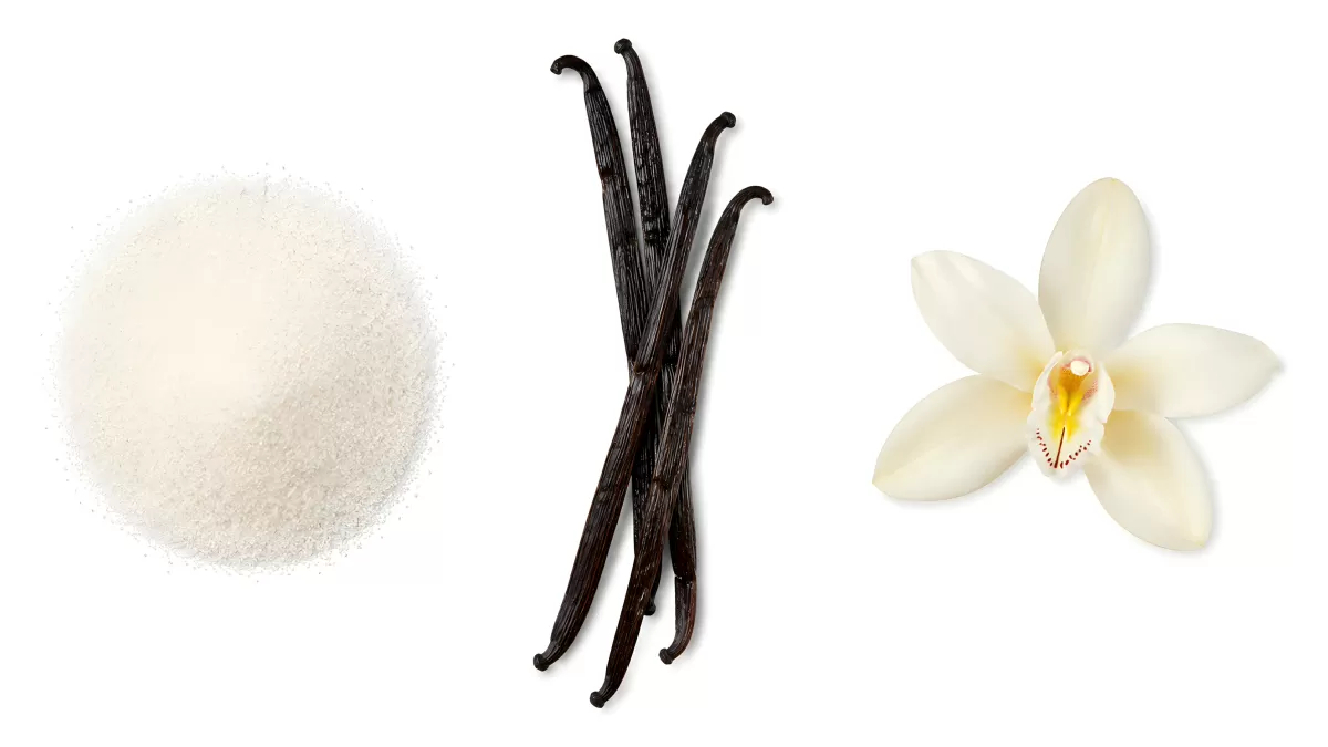 Vanilleschoten mit Blüte und Zucker auf Weiß