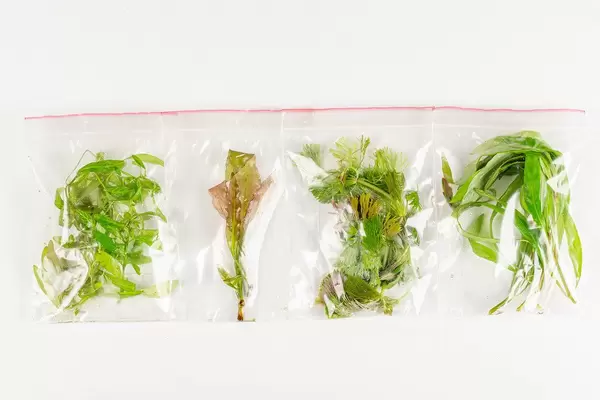 Varieties of aquarium plants in bags, top view