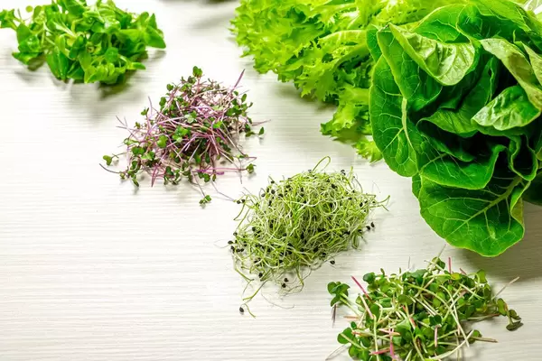 Various green fresh lettuce and micro greens on white wooden background (Flip 2019)