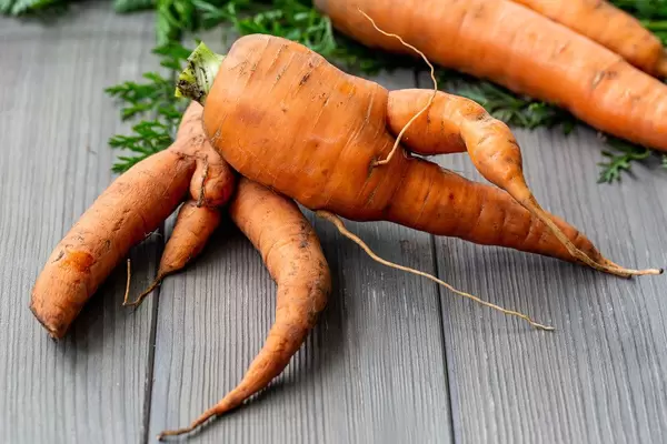 Vegetable background with fresh carrot roots