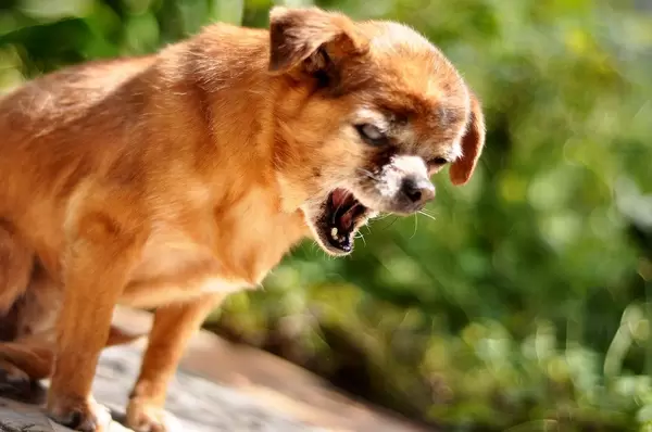 Verärgerter, kleiner Hund mit unscharfem Hintergrund
