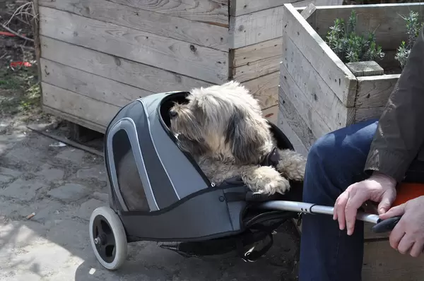 Verbotener Hund auf Street Food Festival Köln