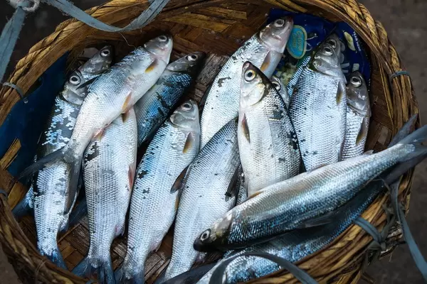Verkauf von frischem Fang auf dem Fischmarkt von Bacolod