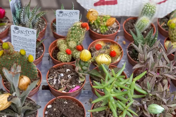 Verkauf von kleinen Kaktuspflanzen im Topf am Straßenmarkt bei der Mercat de la Boqueria - Markthalle in Barcelona, Spanien