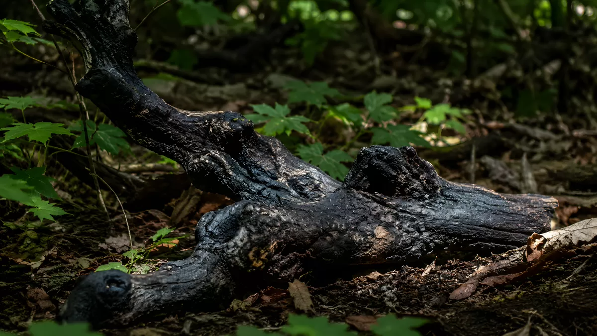 Verkohlter Baumstamm im Waldboden zwischen Grünpflanzen