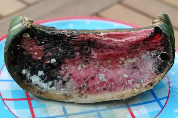 Verschimmelte Wassermelone