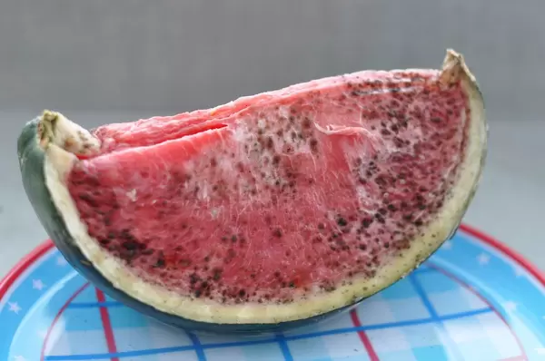 Verschimmelte Wassermelonenscheibe