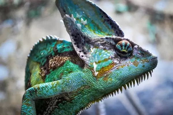 Verschleierte Chamäleon