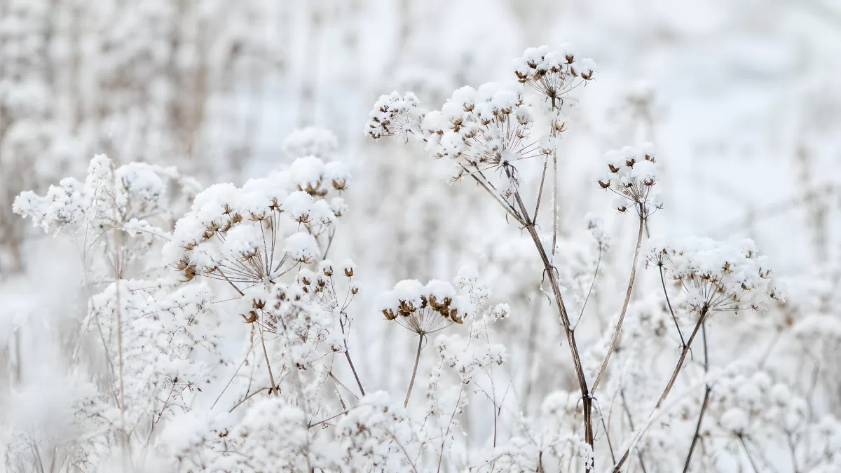 Verschneite Wiesenpflanzen in stiller Winterlandschaft