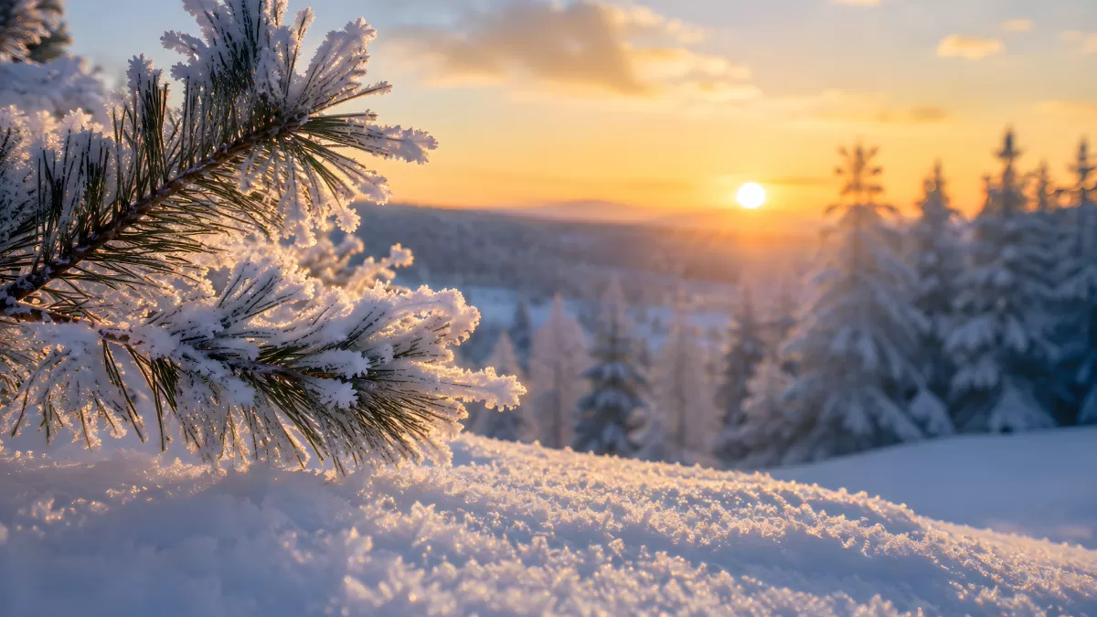 Verschneiter Kiefernzweig im warmen Wintersonnenuntergang
