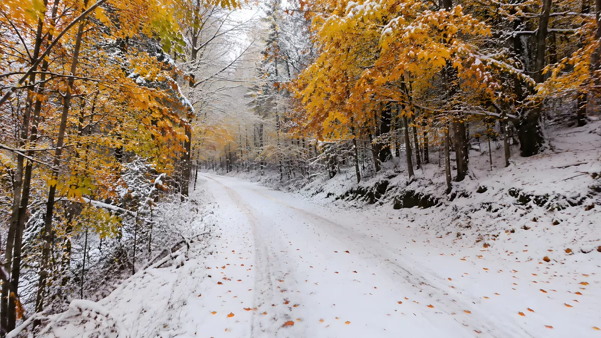 Verschneiter Waldweg im goldenen Herbst
