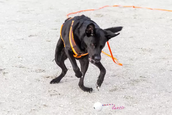 Verspielter Hund am Strand fängt einen Ball im Sand
