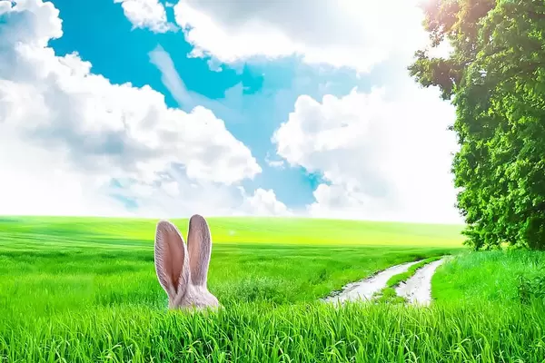 Versteckter Osterhase im tiefen Gras bei schönem Wetter