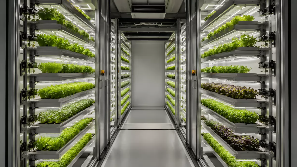 Vertikale Farm mit beleuchteten Pflanzenregalen
