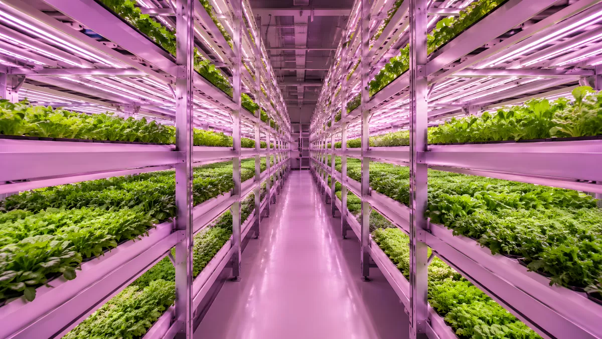 Vertikale Indoor-Farm mit LED-Beleuchtung und Salat