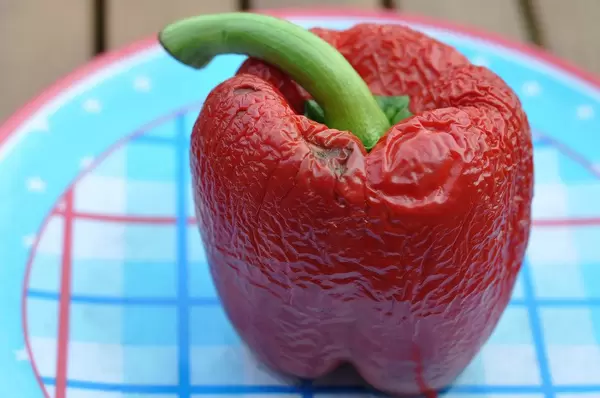 Vertrocknete rote Paprika