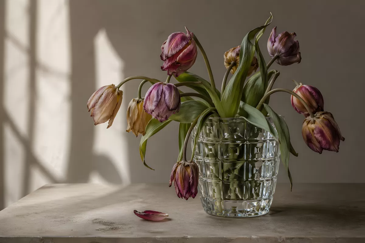 Verwelkte Tulpen in einer Kristallvase im Sonnenlicht