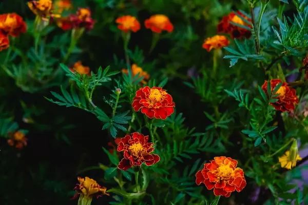 Vibrant orange flowers in a small garden (Flip 2019)