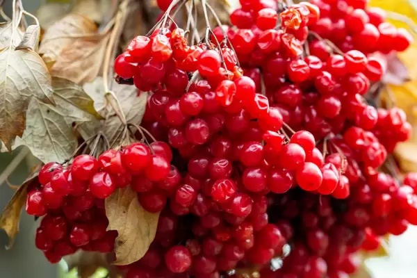 Viburnum shrub, with ripe clusters of viburnum berries. Autumn background