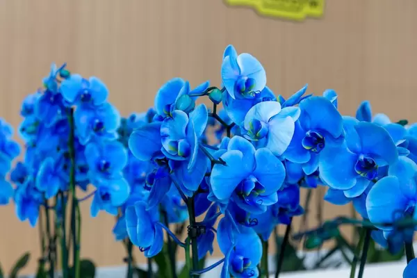 Viele blaue Orchideen