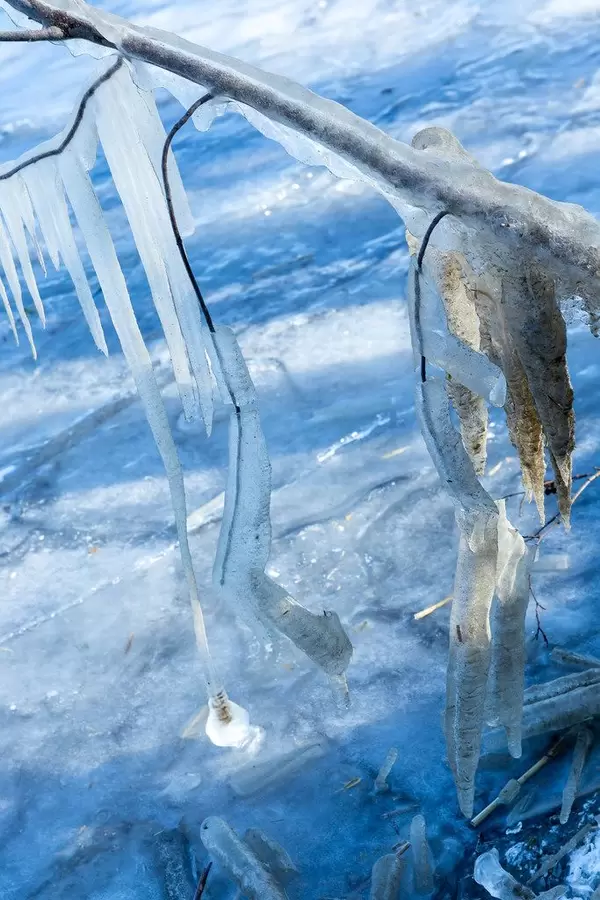 Viele Eiszapfen hängen am Ast
