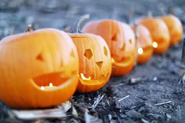 Viele geschnitzte Halloween-Kürbisse in einer Reihe
