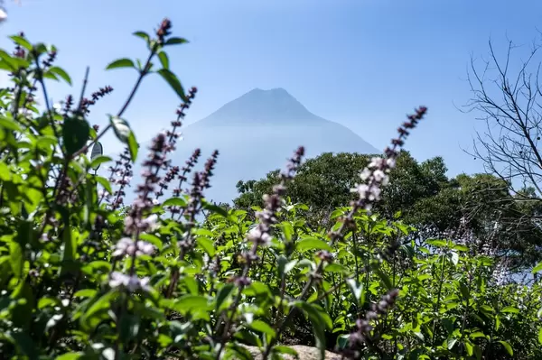 View of Volcan de Agua behind purple flowers
