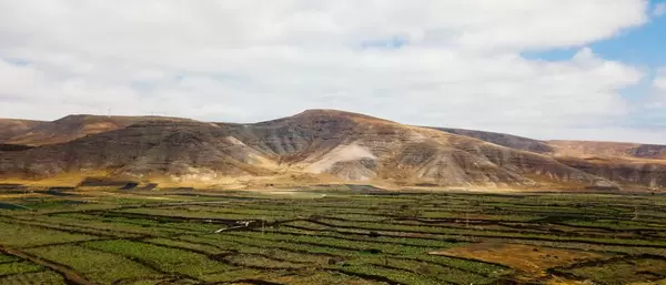 Vinery fields of Canary Islands / Weinfelder von Kanarischen Inseln