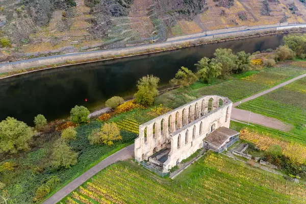 Vineyards around Historical Landmark Kloster Ruine Stuben at the River Moselle with Hill Calmont in the Background in Bremm, Germany