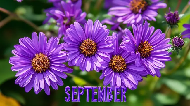 Violette Astern blühen im Spätsommergarten