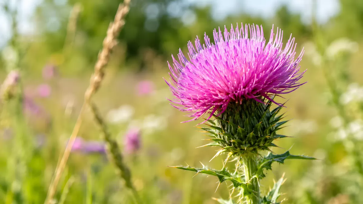 Violette Distelblüte auf sommerlicher Wiese
