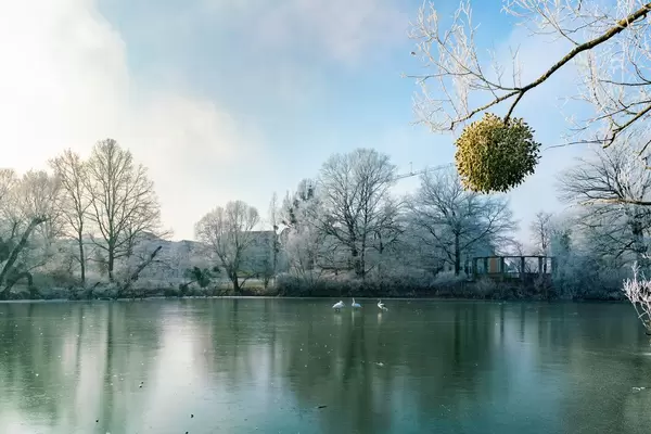 Viscum hanging from a frozen tree above the lake