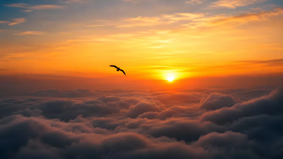 Vogel fliegt über Wolkenmeer bei goldenem Sonnenuntergang