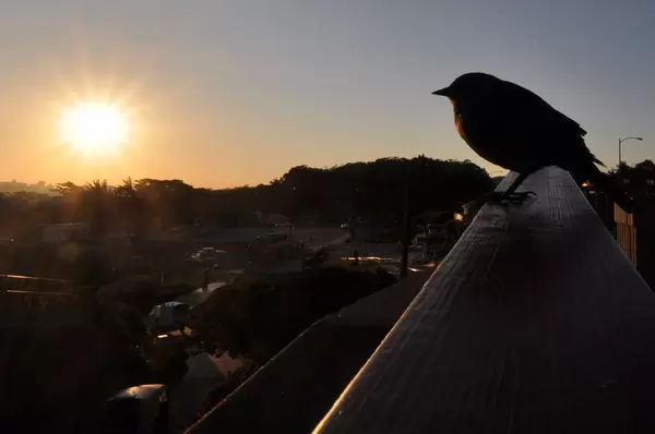 Vogel während des Sonnenaufgangs / Bird enjoys sunrise