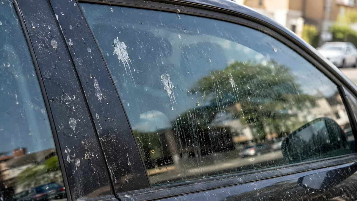Vogelkot auf schwarzem Auto – schmutzige Scheibe