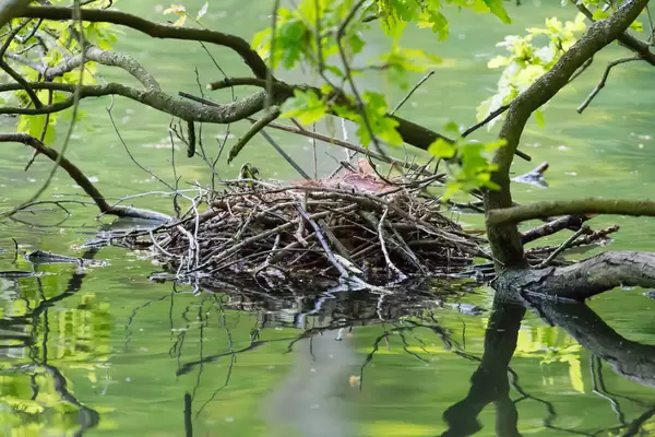 Vogelnest im Wasser