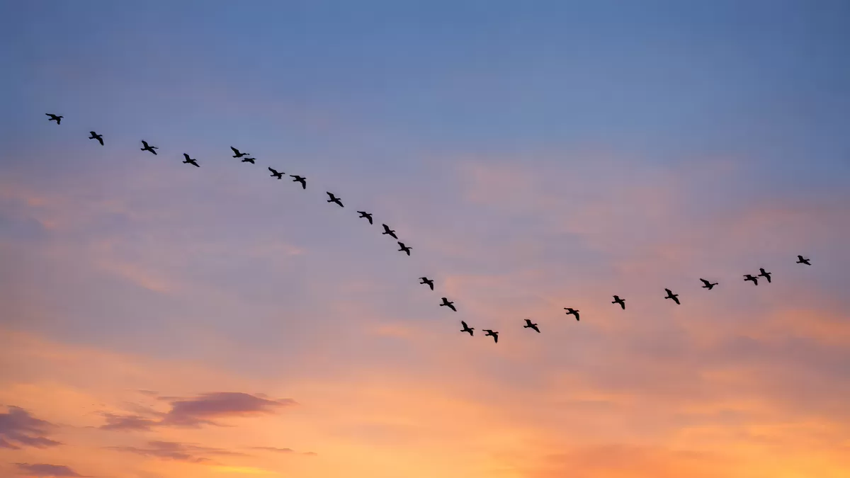 Vogelschwarm im V-Formation beim Sonnenuntergang