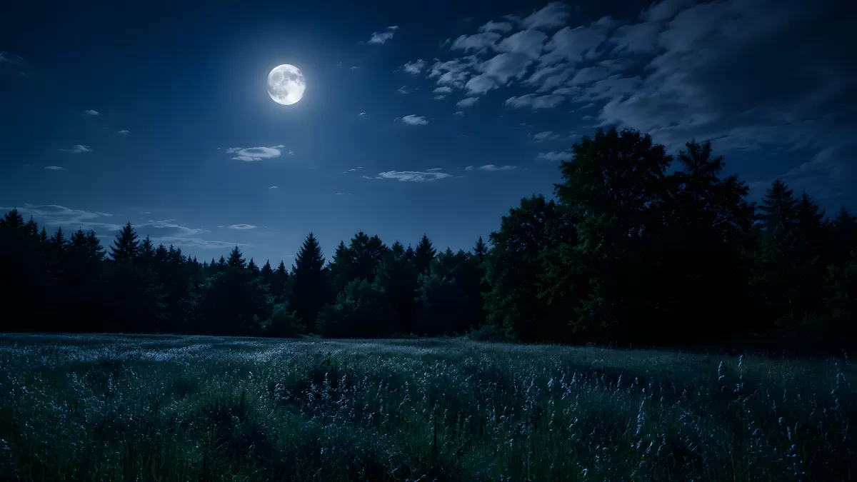 Vollmond über nächtlicher Wiese am Waldrand
