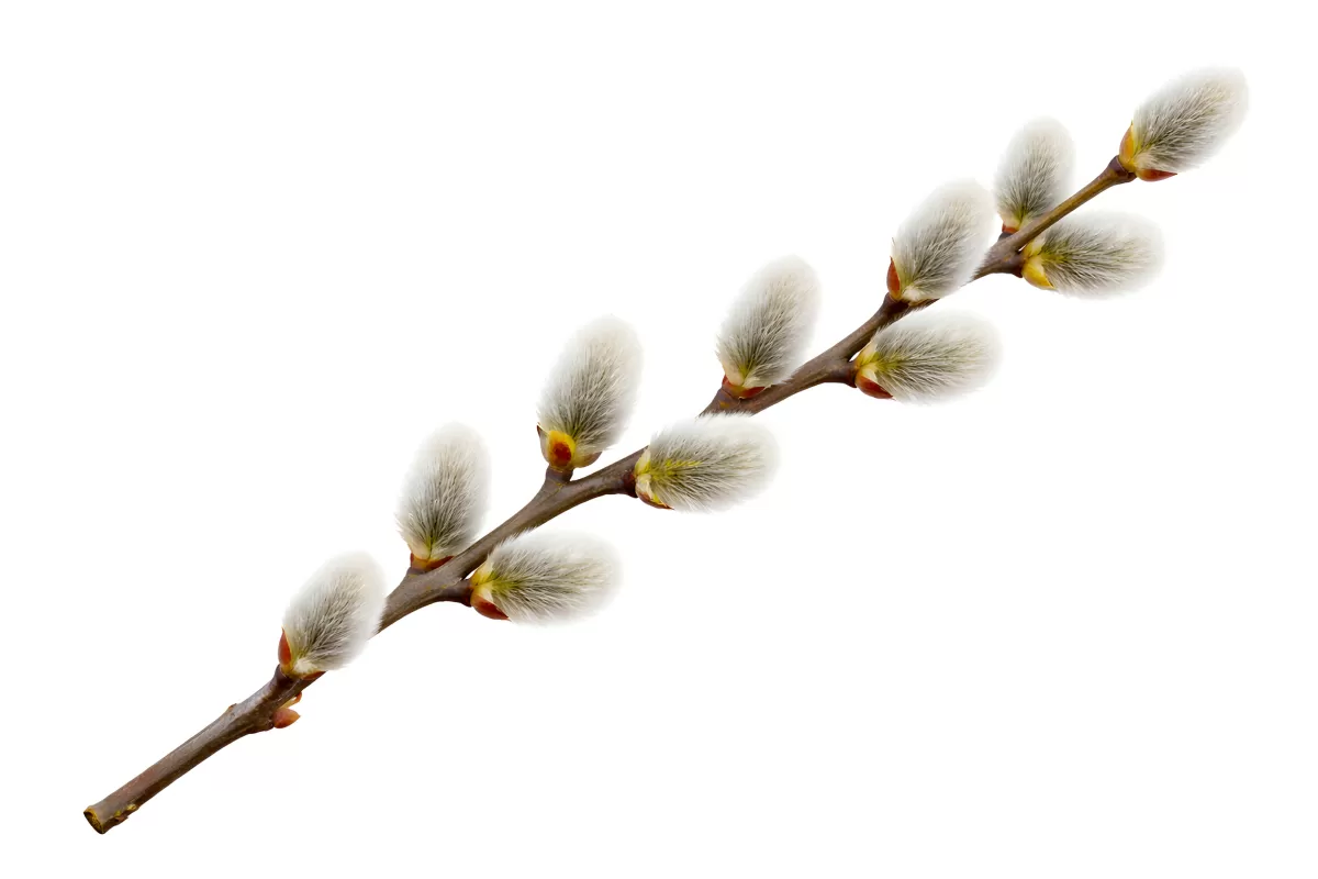 Vorsichtige Weidenkätzchen im Frühling
