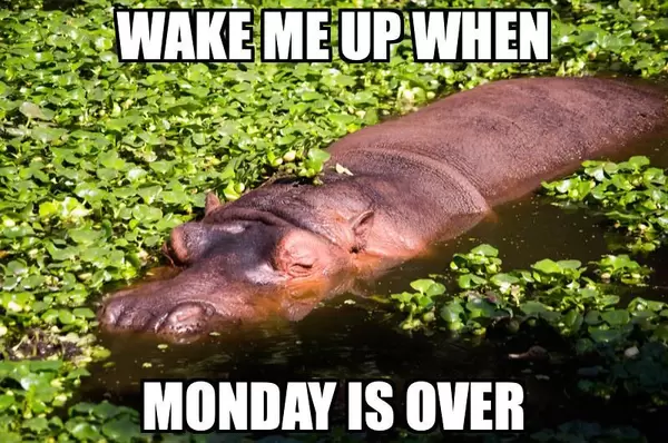 Wake me up when Monday is over