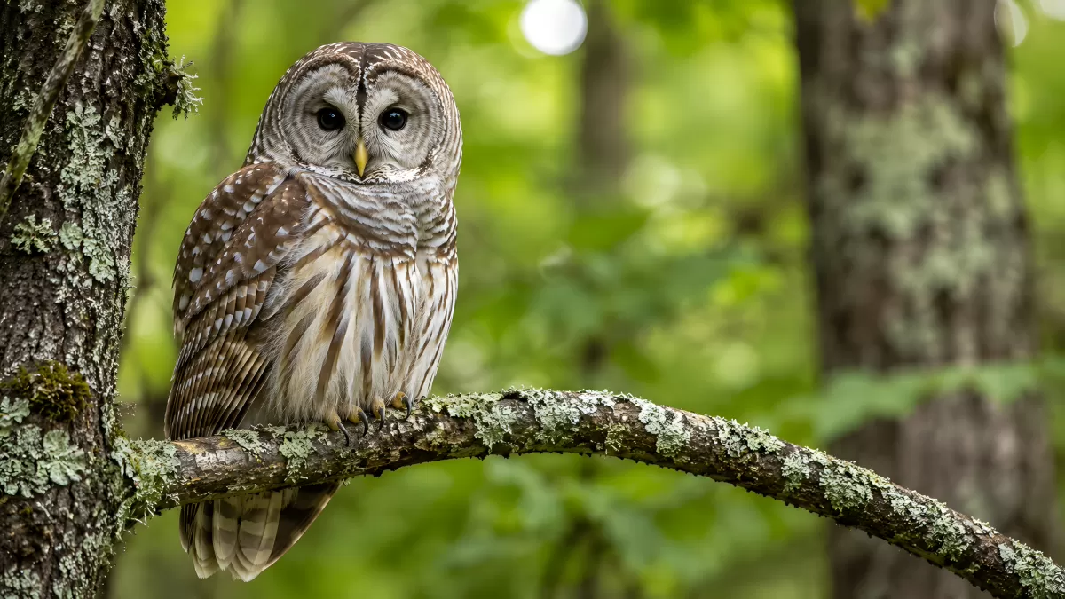 Waldkauz sitzt auf bemoosten Ast im Laubwald