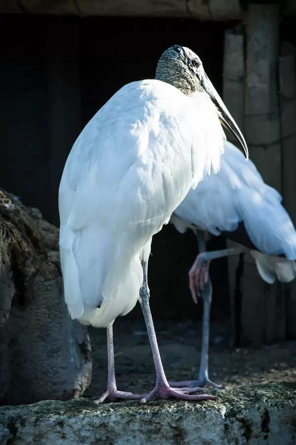 Waldstorch (Mycteria americana)