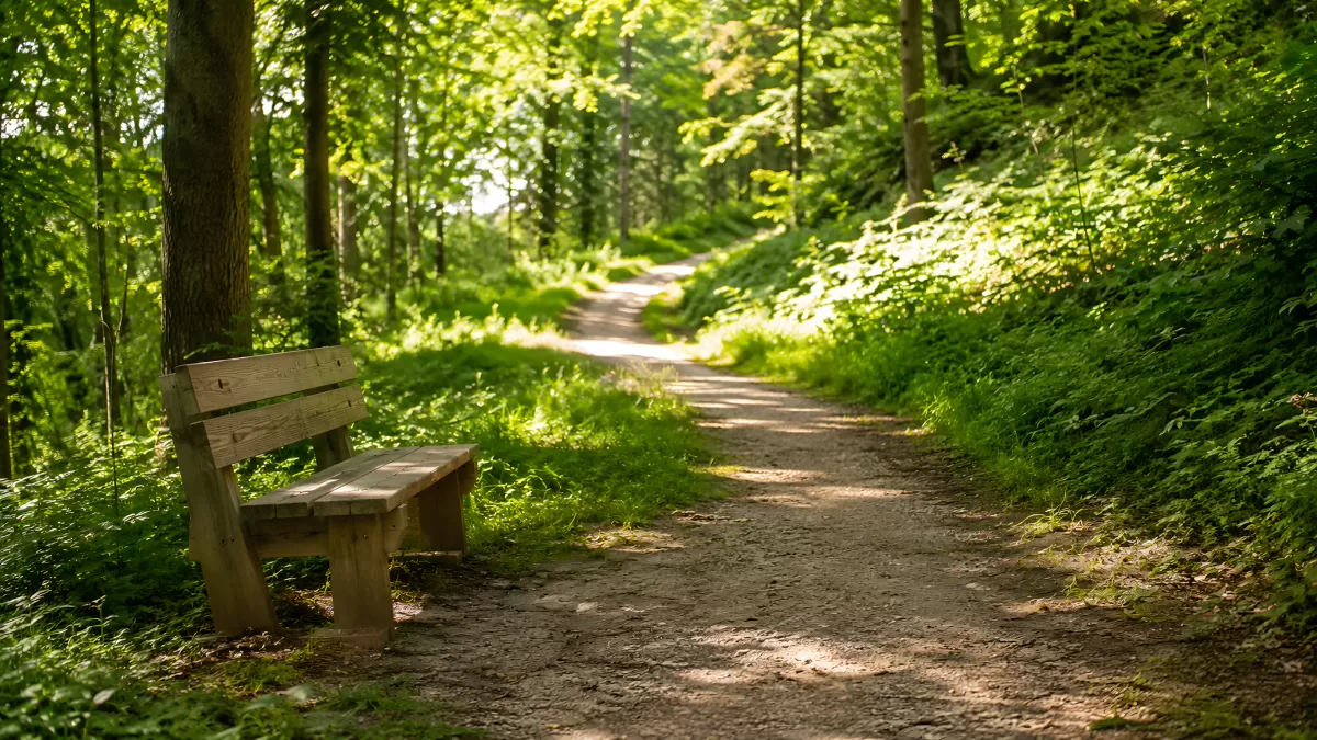 Waldweg mit Holzbank im sommerlichen Grün