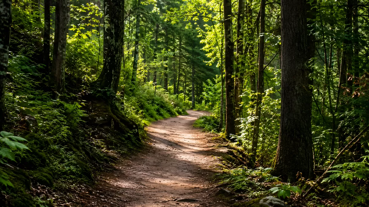 Waldweg schlängelt sich durch sommerliches Laubgehölz